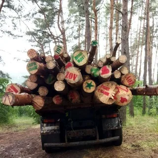 🌲Помощь по заготовке бревен для солдат